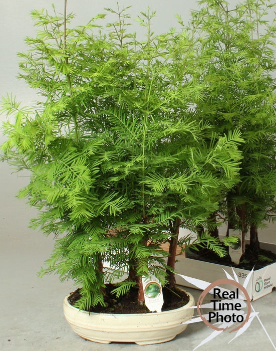 <h4>BONSAI OV</h4>