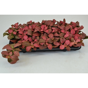 FITT MO PINK DIAMOND