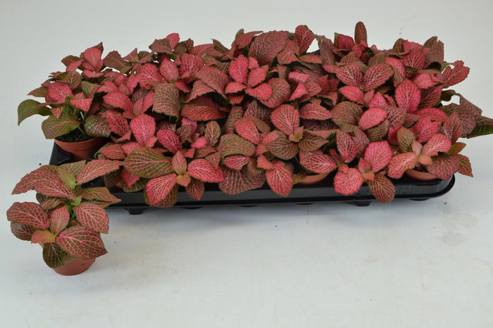 <h4>FITT MO PINK DIAMOND</h4>