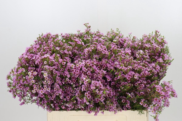 <h4>Chamelaucium Kerryn</h4>