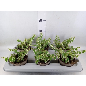 Ficus pumila 'Belle Sunny'