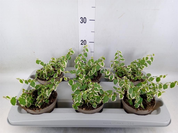 <h4>Ficus pumila 'Belle Sunny'</h4>