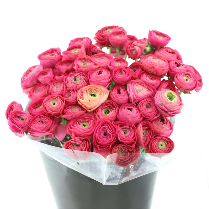 Ran Su Sr Cherry Extra