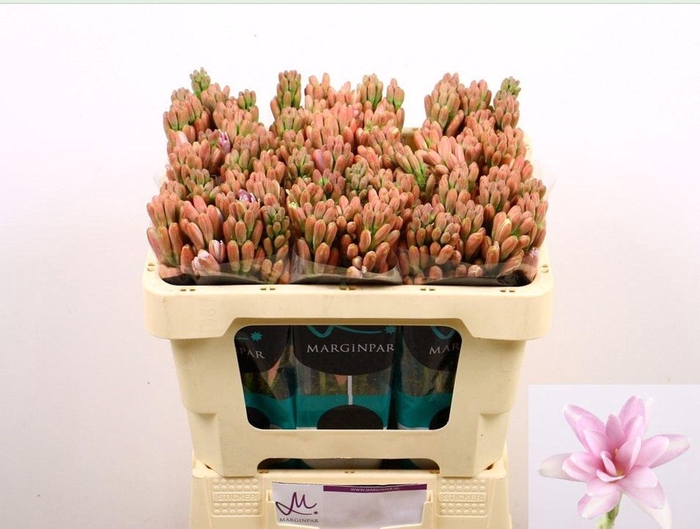 <h4>POLIANTHES TUB. 'PK SAPPHIRE'</h4>