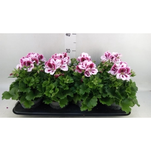 Pelargonium gran.   ..