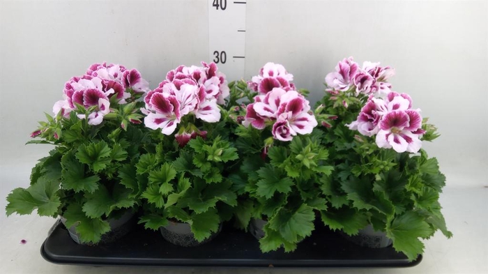 <h4>Pelargonium gran.   ..</h4>