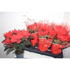 ** Euphor P Chr Univers 5-6 Bloemen+winter Promo *