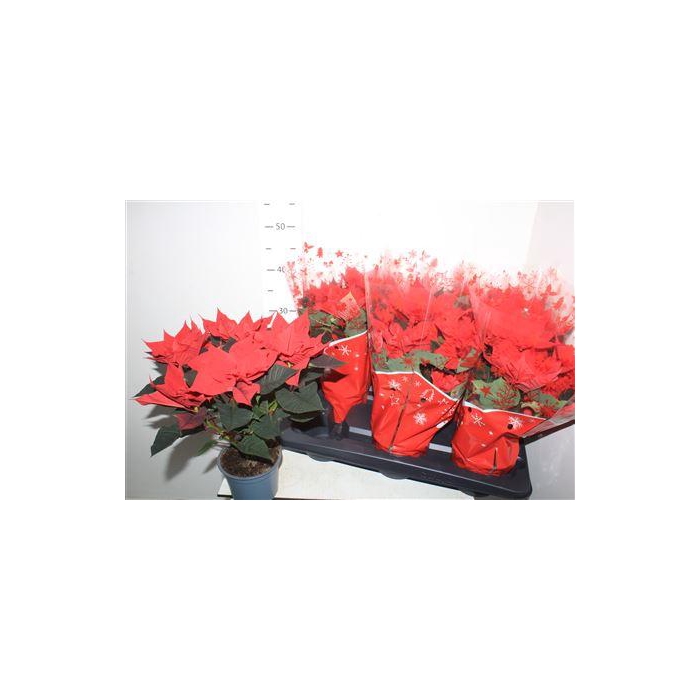 <h4>** Euphor P Chr Univers 5-6 Bloemen+winter Promo *</h4>
