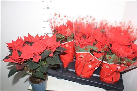 ** Euphor P Chr Univers 5-6 Bloemen+winter Promo *