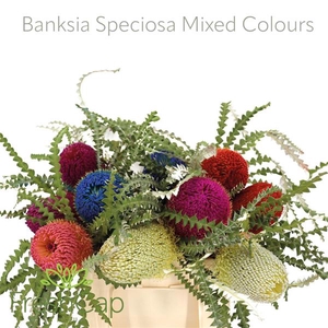 Banksia Speciosa Mixed Colours