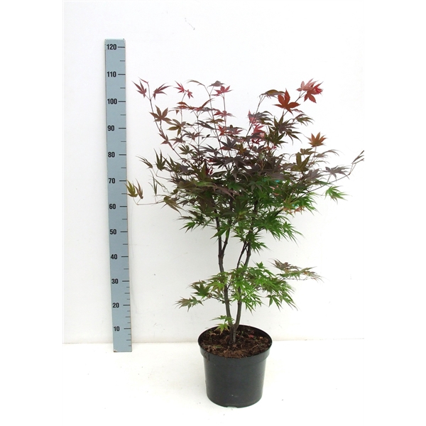 <h4>Acer palmatum 'Pixie' P26 Full CC</h4>