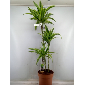 Dracaena fr de 'LemonLime'