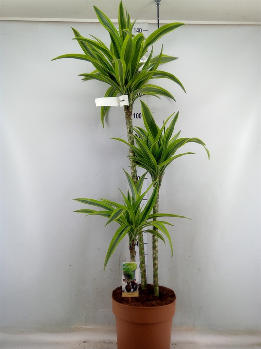 <h4>Dracaena fr de 'LemonLime'</h4>