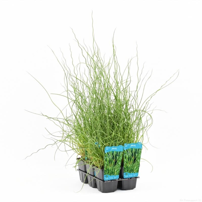 <h4>Juncus effusus 'Spiralis'</h4>