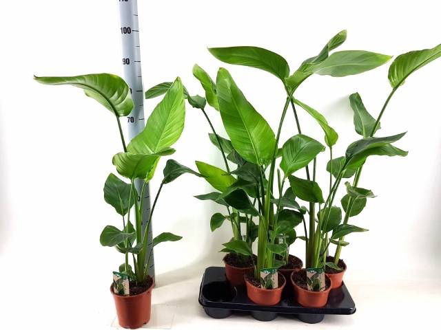 <h4>STRELITZIA NICOLAI</h4>