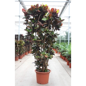 Codiaeum Petra (Croton)