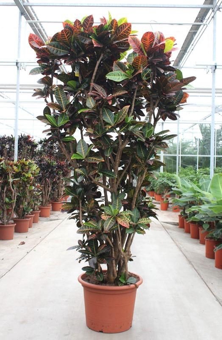 <h4>Codiaeum Petra (Croton)</h4>