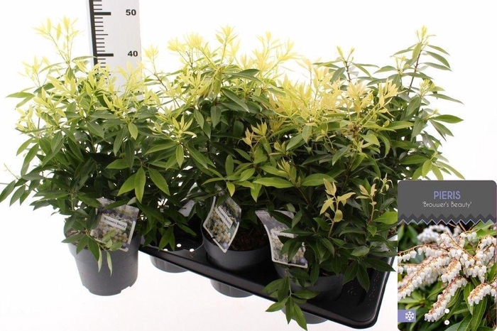 <h4>PIERIS FLORIBUNDA</h4>