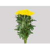 ANASTASIA FIEBRE 080 CM AMARELO