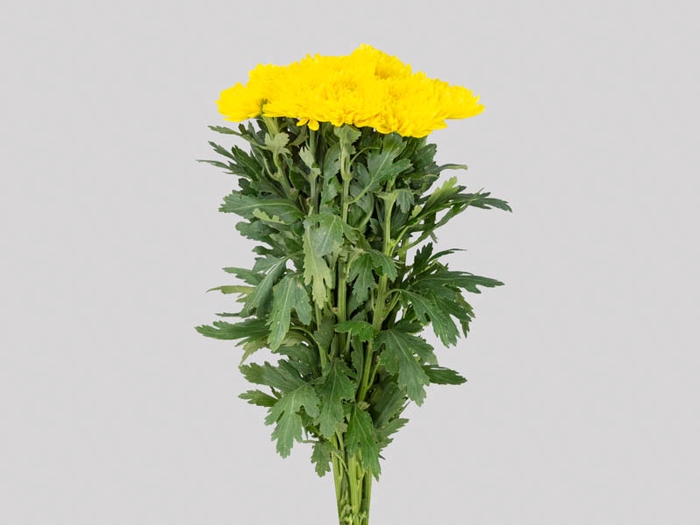 ANASTASIA FIEBRE 080 CM AMARELO