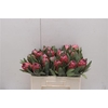Protea Red Ice