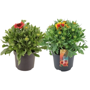 Gaillardia Spin Top mix (PT)