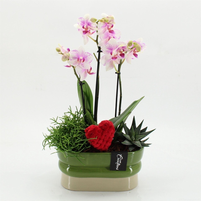 <h4>Arr. Phalaenopsis H%</h4>