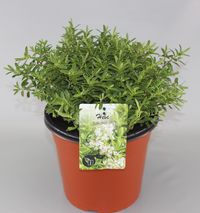 <h4>Hebe rakaiensis C5</h4>