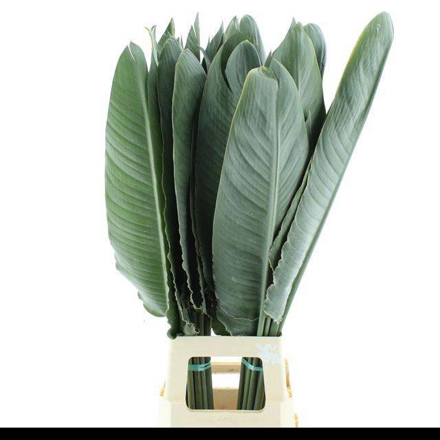 <h4>STRELIT BLAD</h4>