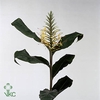 HEDYCHIUM GARDNERIAN