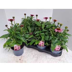 ECHINA SOMBRERO ROSE