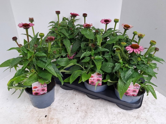 <h4>ECHINA SOMBRERO ROSE</h4>