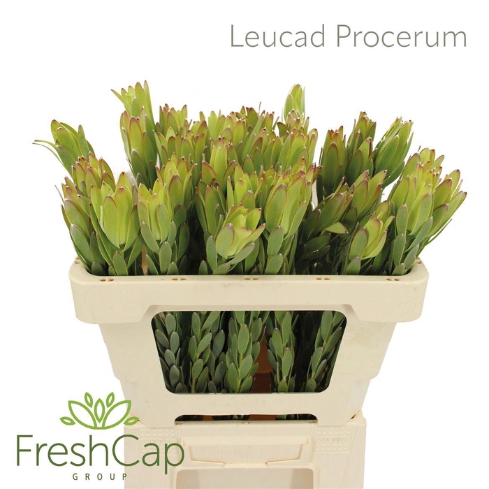 <h4>Leucad Procerum Spray</h4>