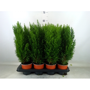 Chamaecyparis laws. 'Ellwoodii'