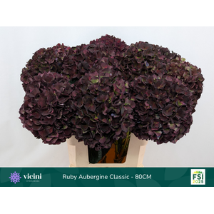 HYDR M MAG RUBY CL P