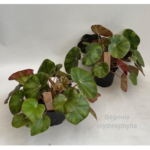 Begonia erythrophylla 14cm