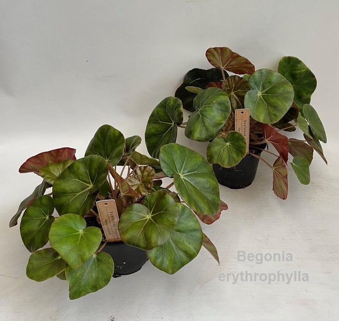 <h4>Begonia erythrophylla 14cm</h4>