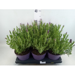 Lavandula stoec. 'Anouk'