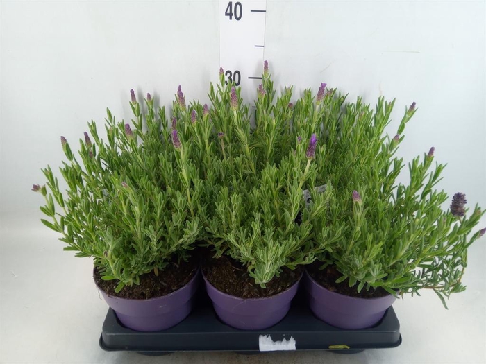 <h4>Lavandula stoec. 'Anouk'</h4>