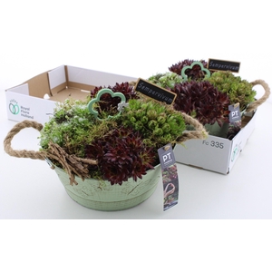 ARR SEMPERVIVUM