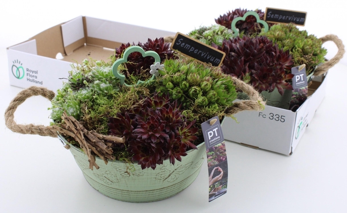 <h4>ARR SEMPERVIVUM</h4>