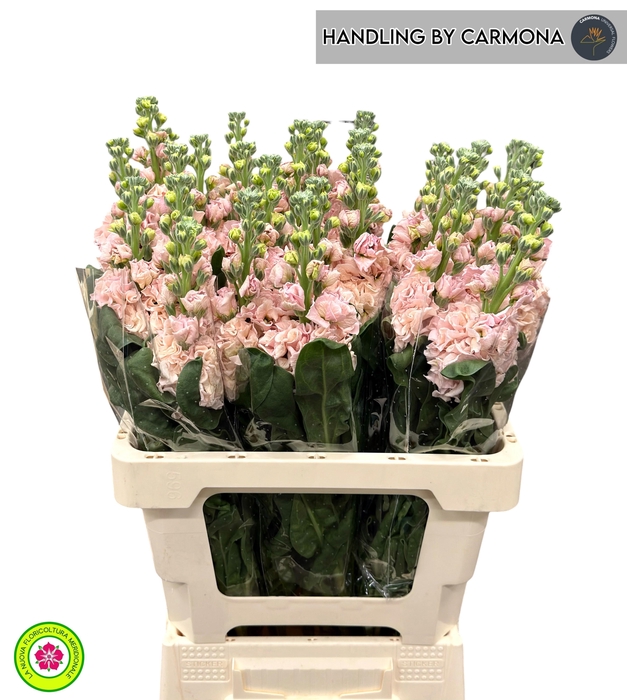 <h4>MATTH IRON APRICOT</h4>