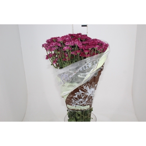CRISANTEMO SANTINI QUINTY 080 CM