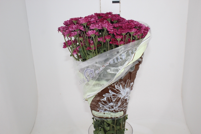 <h4>CRISANTEMO SANTINI QUINTY 080 CM</h4>