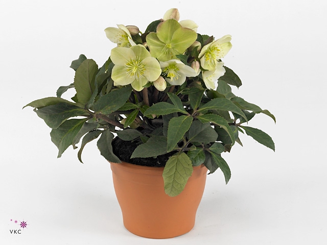 HGC Helleborus Marlon