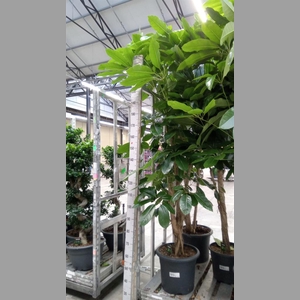 Schefflera actin. 'Amate'