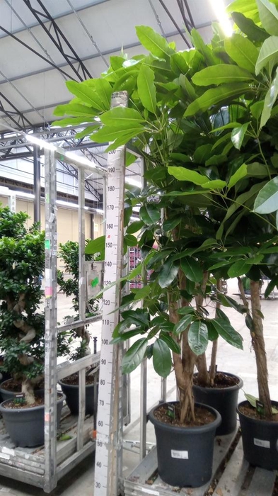 <h4>Schefflera actin. 'Amate'</h4>