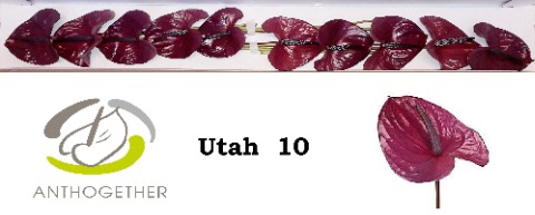 <h4>Anthurium Utah</h4>