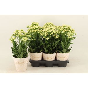 Kalanchoe Sunny White