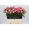 Paeonia Glory Hallelujah